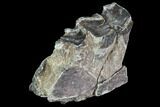 Hyracodon (Running Rhino) Jaw Section - South Dakota #99589-1